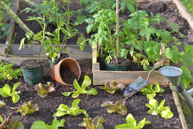 Zaailing van tomaat in een krat gezet op een moestuin en geplant sla