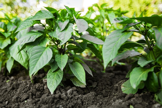 Zaailingen Bulgaarse peper die buiten groeit.