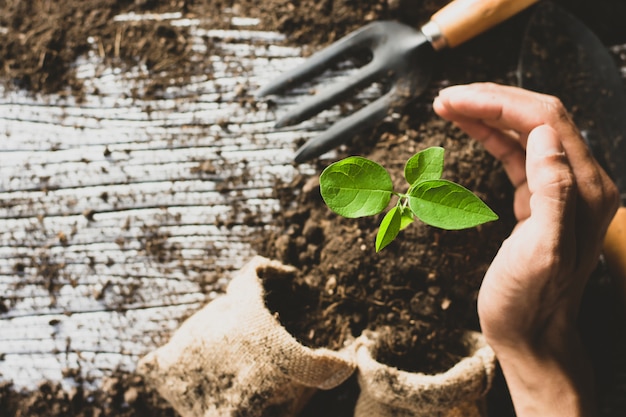 Zaailingen en plantmachines.