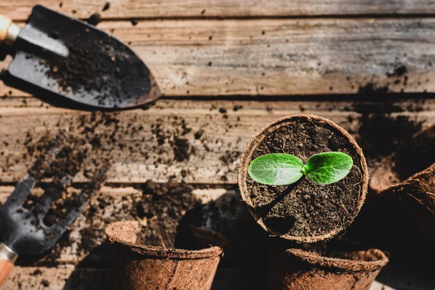 Zaailingen groeien in een pot van kokosvezel.