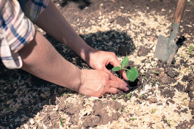 Zaailingen in de handen van een vrouwelijke boer die plant spruiten in de grond laat groeien