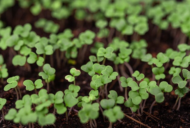 Zaailingen in de plantbak