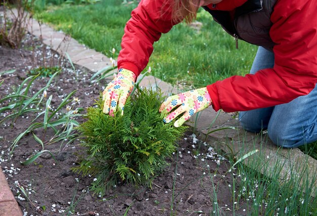 Zaailingen in de tuin planten.