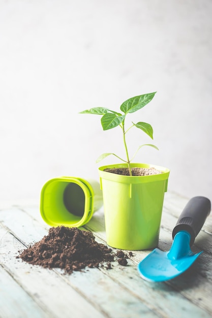 Zaailingen in groene plastic potten thuis concept van tuinieren