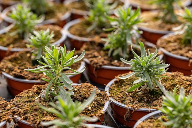 Zaailingen lavendel in potten