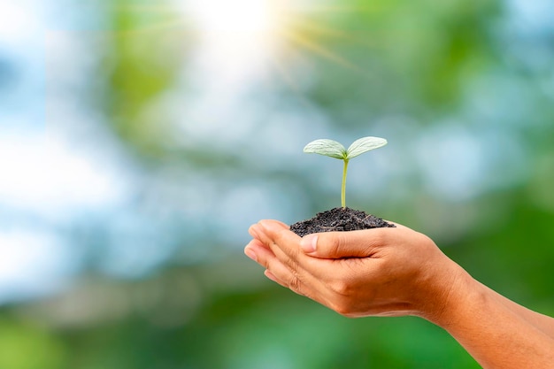 Zaailingen of planten die op de grond groeien in een wazige groene natuurachtergrond van de boer