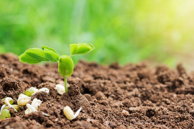 Zaailingen op de grond planten