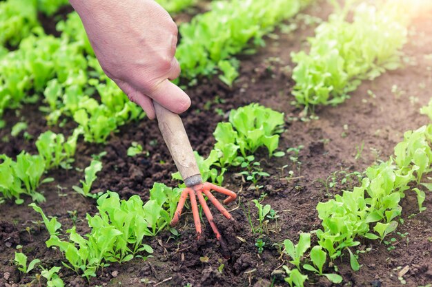 Zaailingen planten in een tuin. Handen van vrouw en kleine spruiten.