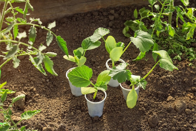 Zaailingen van courgette in plastic bekers die wachten om op de grond te worden getransplanteerd