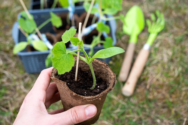 Zaailingen van courgette in turfglazen om in het voorjaar op een tuinbed te planten