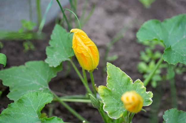 Zaailingen van courgette of komkommers in het uitzicht op de tuin van bovenaf