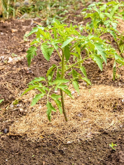 Zaailingen van een jonge tomaat geplant in de tuin