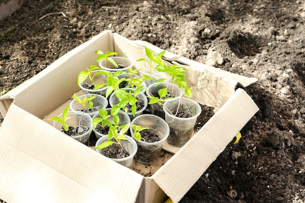 Zaailingen van groene planten in kopjes in doos op grond in kas klaar voor aanplant in lente zomer bodem in biologische tuin landbouw teelt overplanten landbouw concept