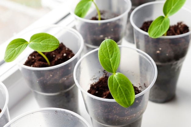 Zaailingen van jonge komkommerspruiten gekweekt uit zaden op de vensterbank in huis Biologische landbouw tuinieren als hobby planten close-up