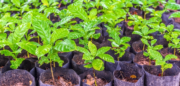 Zaailingen van kleine koffiebomen in de kwekerij ter voorbereiding op het planten