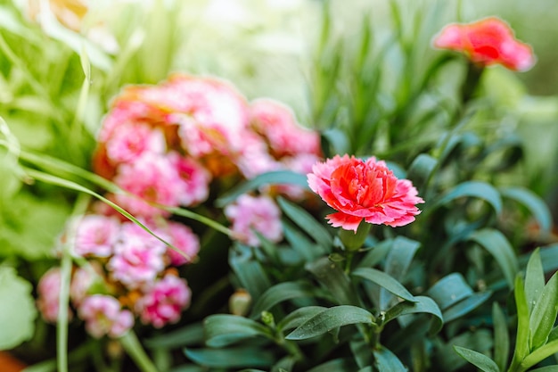 zaailingen van lentebloemen in potten in de tuin of op balkon