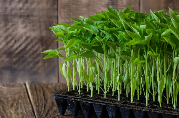 Zaailingen van paprika in plastic dienblad op houten bord. Lente seizoen.