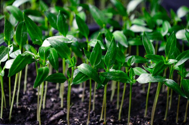 Zaailingen van paprika in pot