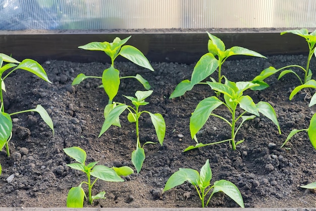 Foto zaailingen van peper in kas groenten kweken in de tuin