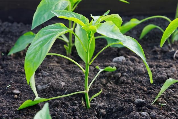 Zaailingen van peper in kas Groenten kweken in de tuin
