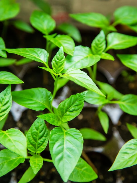 Zaailingen van peper in potten op de vensterbank. Selectieve focus.natuur