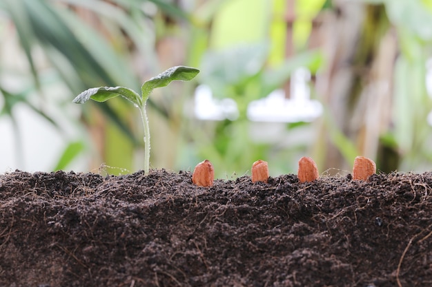 Zaailingen van pinda op grond in de Moestuin.