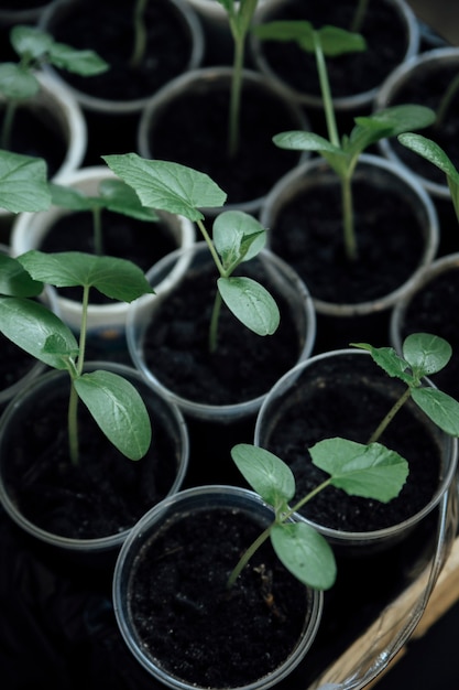 zaailingen van planten op het raam