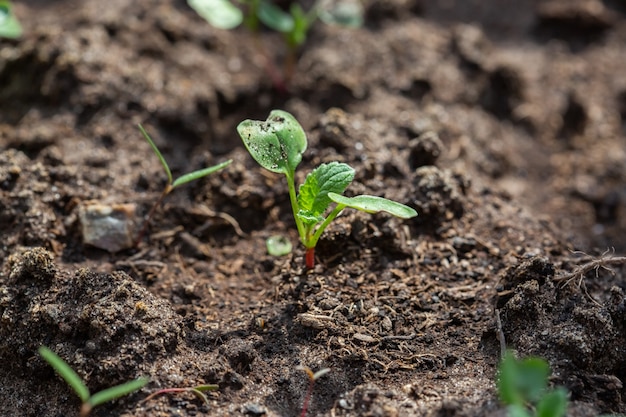 Zaailingen van radijs en sla in een tuinbed in een serre, horizontaal formaat