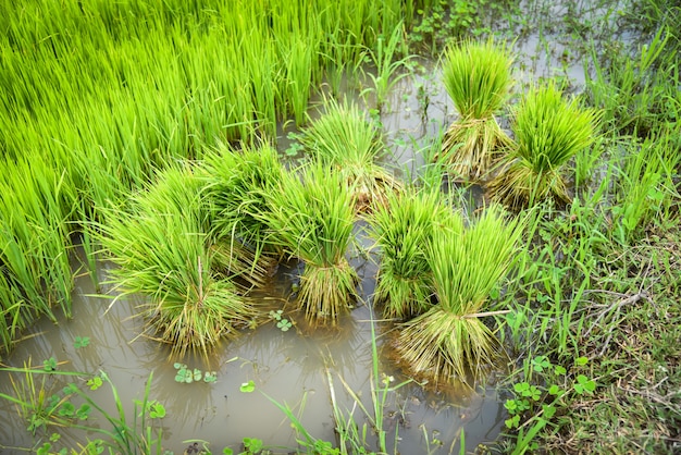 Zaailingen van rijst om te planten in de landbouwgrond voorbereid voor de teelt landbouw Aziatische