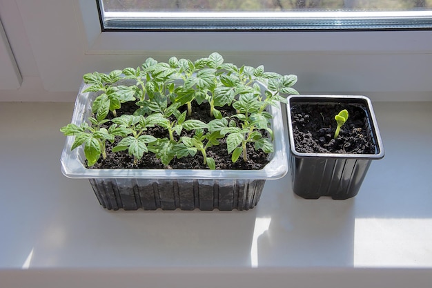 Zaailingen van tomaten en courgette thuis op de vensterbank