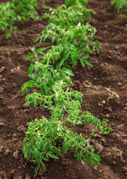 Zaailingen van tomaten Landbouw tuinieren moestuin