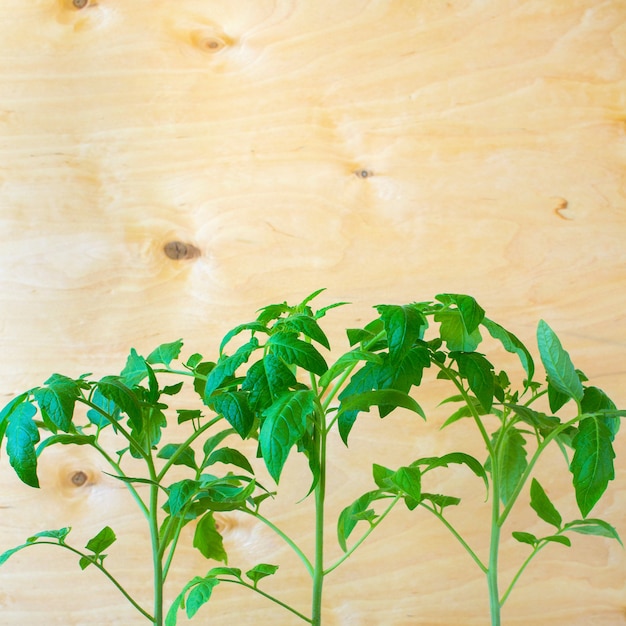 Zaailingen van tomaten lente