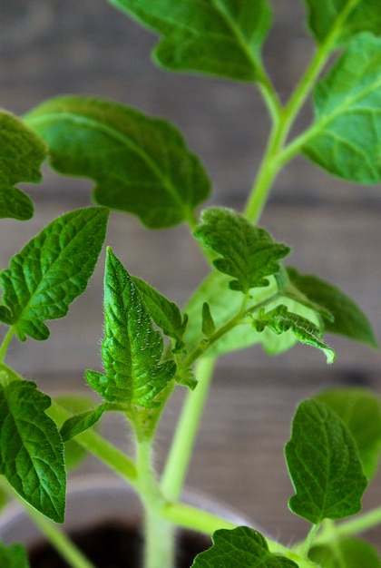 Zaailingen van tomaten lente