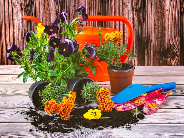 Zaailingen van viooltjes en goudsbloemen bodem gieter en tuingereedschap op houten achtergrond