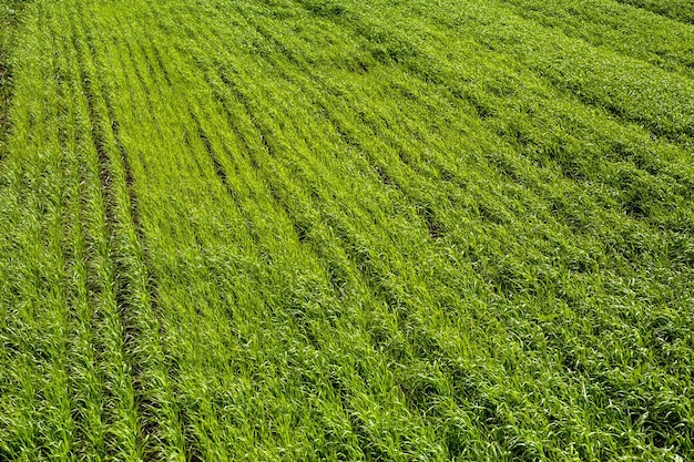 Zaailingen van wintertarwe, bovenaanzicht, goed licht op het veld van de lenteboerderij