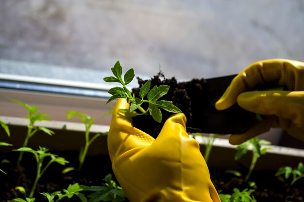 Zaailingen verplanten vrouwenhanden in gele handschoenen tomatenspruiten