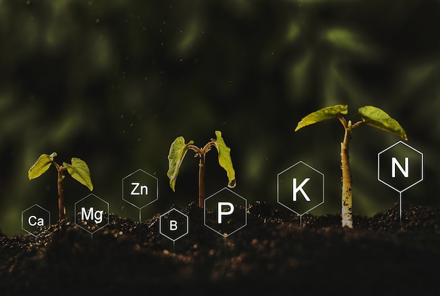 Zaailingen zijn uitbundig van overvloedige leemachtige bodems. ontwikkeling en rol van voedingsstoffen in het plantenleven met pictogram voor digitale minerale voedingsstoffen