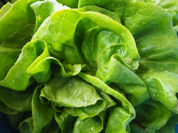 Zaaisla Een eenjarig kruid van het geslacht Sla van de Asteraceae-familie Heerlijke verrijkte bladeren Groene salade of bijgerecht Verse kruiden voor gezond eten Bladsla of kropsla