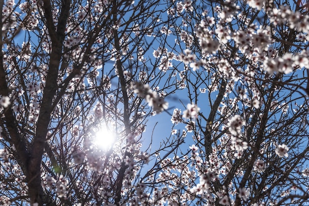 Zacht bloeiende amandelboom takken van amandelbloemen in zonnig hol op de achtergrond van de blauwe lucht selectieve focus