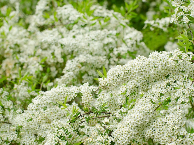 Zacht gefocust close-upbeeld van White Spirea