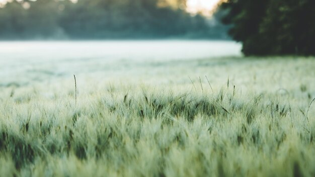 Foto zacht gefocust gras