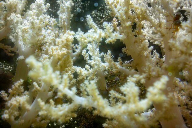 Foto zacht koraal close-up