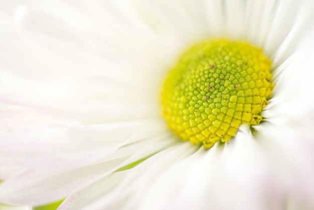 Foto zacht licht macro kamille of kamille bloemen