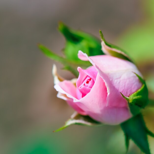 Zacht roze roos Bonica met toppen in de tuin. Perfect voor achtergrond van wenskaarten voor verjaardag, Valentijnsdag en Moederdag Mother