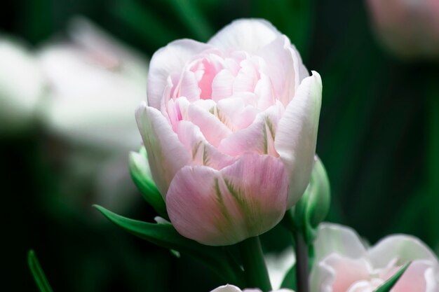 Zacht roze tulp in een tuin