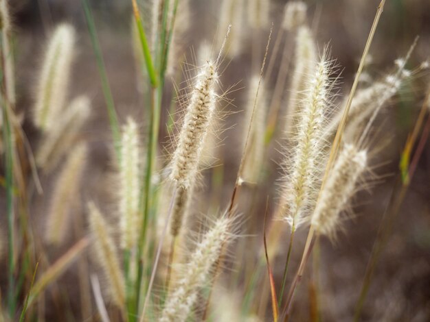 Zacht wazig pluizig wild gras bloemen abstracte natuur achtergrond