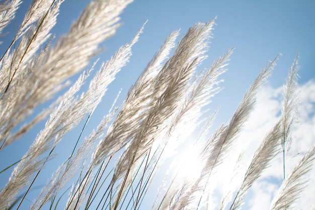 zacht wit Feather Grass met hemelsblauw