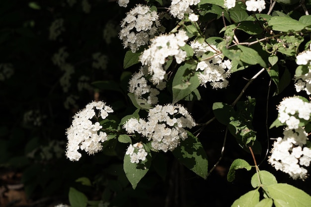 zachte achtergrond van witte weidebloemen