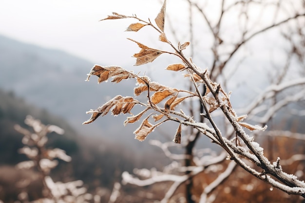 Zachte bergbosbries, besneeuwde hemelachtergrond, wuivende winterplanten en serene takken in een rustige natuurlijke scène