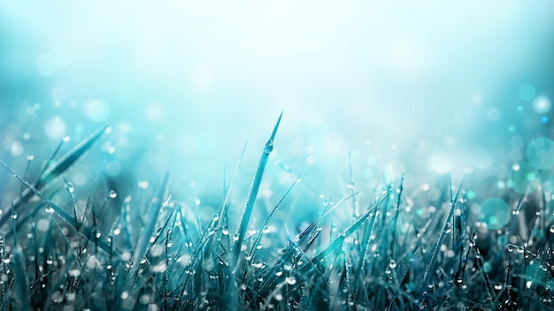 Zachte blauwe natuurlijke achtergrond. Gras met dauwdruppeltjes op weideveld in ochtendlicht